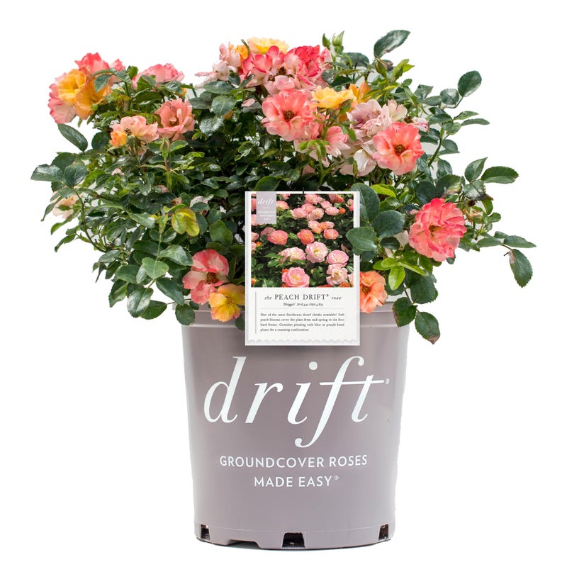 Drift 2 Gal. Peach Rose Shrub - Image 1